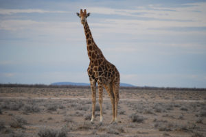 ueberblick-behalten-giraffe 3